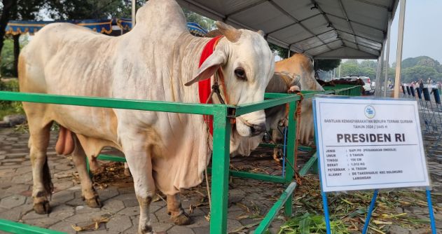 Sapi Kurban milik Presiden RI Joko Widodo bernama Brebes Mili setibanya di Masjid Nasional Al-Akbar Surabaya.(Humas Masjid Nasional Al-Akbar Surabaya)