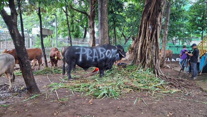 Sapi kurban Prabowo Subianto