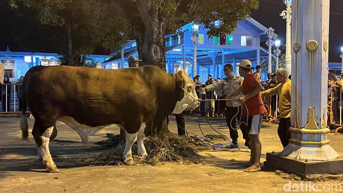 Sapi kurban Presiden Jokowi tiba di Masjid Agung Solo, Minggu (16/6/2024).