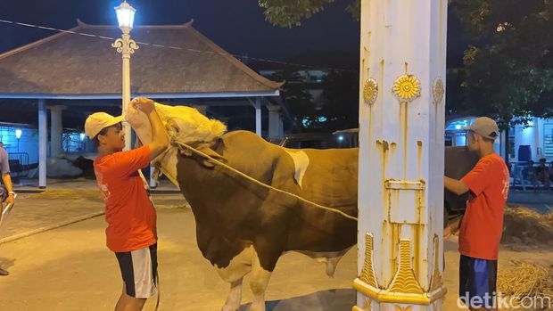 Sapi kurban Presiden Jokowi tiba di Masjid Agung Solo, Minggu (16/6/2024).