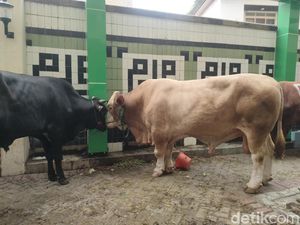 Presiden Jokowi Kurban Sapi Limosin Berbobot 1 Ton di PP Muhammadiyah