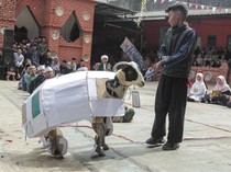 Uniknya Festival Rias Domba Saat Idul Adha