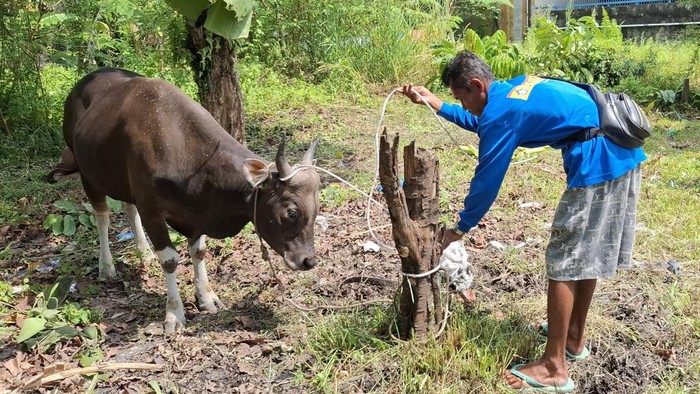Wahidun dan hewan kurbannya. (Raja Adil Siregar/detikSumut)