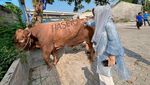 Anyeong dan Haseyo, Dua Sapi Kurban di Cipinang dari Zita Anjani