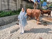 Anyeong dan Haseyo, Dua Sapi Kurban di Cipinang dari Zita Anjani