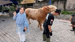Anyeong dan Haseyo, Dua Sapi Kurban di Cipinang dari Zita Anjani