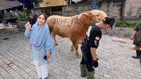 Anyeong dan Haseyo adalah sapi berjenis Limosin dan berukuran berat masing-masing 1 ton. Selain Anyeong dan Haseyo, terdapat juga sapi-sapi kurban lain berada di lokasi yang sama.