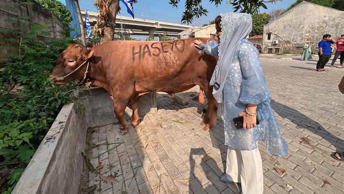 Ada yang menarik dari Hari Raya Idul Adha di Cipinang, Jakarta Timur kali ini. 2 ekor sapi kurban sumbangan dari Zita Anjani diberi nama Anyeong dan Haseyo. Sebuah frasa yang akrab bagi para pencinta drama Korea.