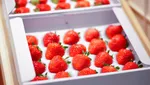 Cuma Buat Sultan! Ini 10 Buah Segar Termahal di Jepang