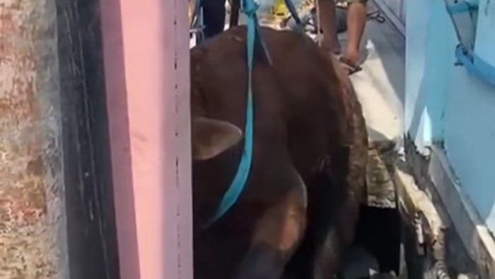 Keselamatan Dramatis Sapi Kurban yang Terperosok ke Got di Priok
