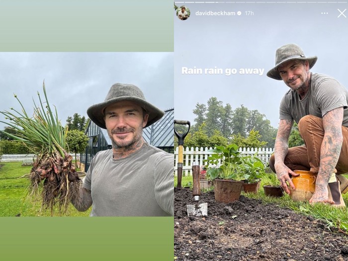 David Beckham berkebun dan berternak