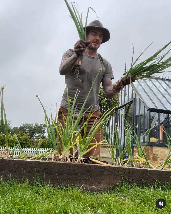 David Beckham berkebun dan berternak