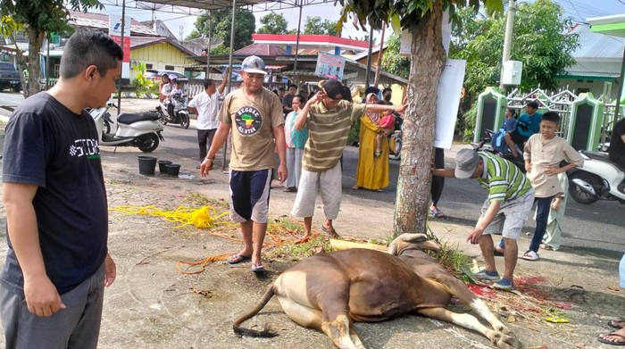 Dinas Pertanian Lubuklinggau saat mengecek kesehatan hewan kurban saat dipotong.