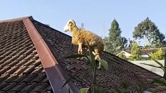 Domba kurban lompat ke atap rumah saat akan disembelih di Kampung Bongas Kecamatan Campaka, Cianjur