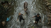 Petugas harus menggiring sapi menuju permukaan kali yang rendah untuk memudahkan dalam penyembelihan.