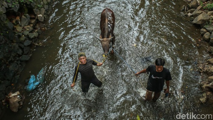 Seekor sapi yang hendak disembelih di kawasan Kalibata, Jakarta Selatan terjatuh ke kali. Sapi tersebut diamankan petugas dan disaksikan warga.