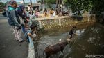 Hendak Disembelih, Sapi di Kalibata Lepas ke Kali