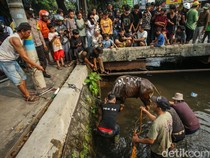 Hendak Disembelih, Sapi di Kalibata Lepas ke Kali