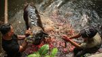 Hendak Disembelih, Sapi di Kalibata Lepas ke Kali