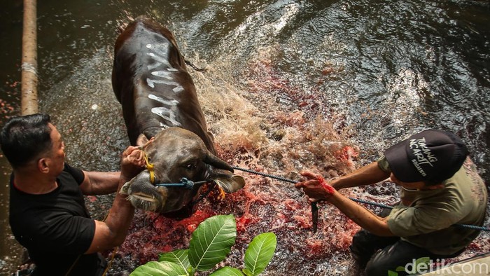 Hendak Disembelih, Sapi di Kalibata Lepas ke Kali Seekor sapi yang hendak disembelih di kawasan Kalibata, Jakarta Selatan terjatuh ke kali. Sapi tersebut diamankan petugas dan disaksikan warga.
