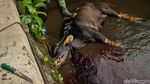 Hendak Disembelih, Sapi di Kalibata Lepas ke Kali