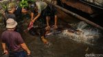 Hendak Disembelih, Sapi di Kalibata Lepas ke Kali
