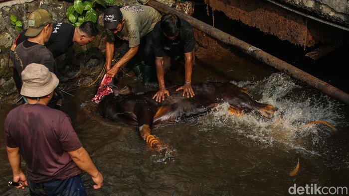 Hendak Disembelih, Sapi di Kalibata Lepas ke Kali Seekor sapi yang hendak disembelih di kawasan Kalibata, Jakarta Selatan terjatuh ke kali. Sapi tersebut diamankan petugas dan disaksikan warga.