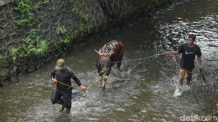 Hendak Disembelih, Sapi di Kalibata Lepas ke Kali Seekor sapi yang hendak disembelih di kawasan Kalibata, Jakarta Selatan terjatuh ke kali. Sapi tersebut diamankan petugas dan disaksikan warga.
