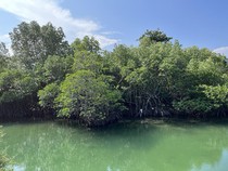 Main ke Thailand, Warga +62 Ditinggalkan Teman di Hutan Bakau