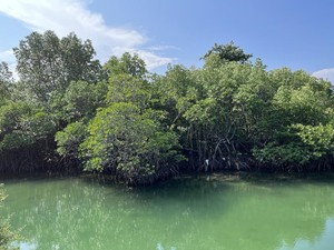 Menengok Kampung Iklim di Dekat IKN, Begini Studinya