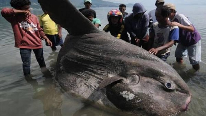 Ikan mola-mola atau ikan matahari. (Dok. situs Dinas Ketahanan Pangan dan Perikanan Kabupaten Buleleng)