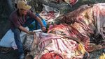 Kulit Sapi Kurban Diburu Pengepul, Harga Rp 4 Ribu/Kg