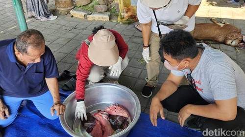 Petugas petugas kesehatan hewan (keswan) Dinas Pertanian Kabupaten Klungkung melakukan pemeriksaan ketat daging hewan kurban, Rabu (17/6/2024). (foto : Putu Krista/detikBali).