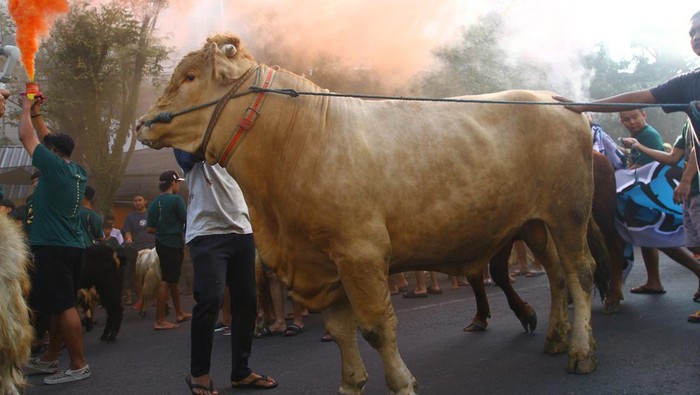 Warga mengarak sapi saat Pawai Hewan Kurban di Jalan Prof. Yamin, Malang, Jawa Timur, Senin (17/6/2024). Kegiatan tersebut merupakan tradisi yang dilakukan warga setempat setiap tahun sebelum proses penyembelihan hewan kurban saat Hari Raya Idul Adha. ANTARA FOTO/Ari Bowo Sucipto/aww.