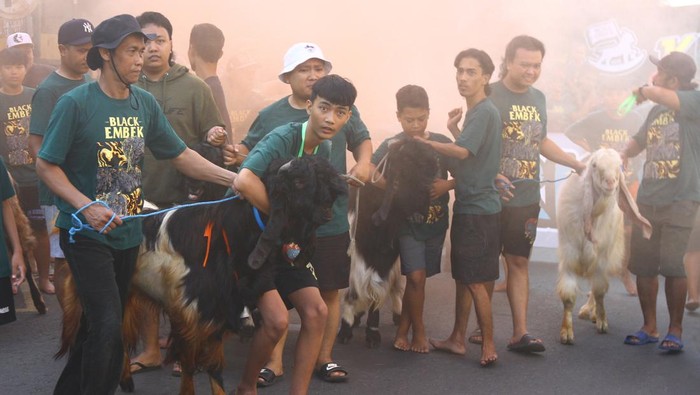 Melihat Tradisi Pawai Hewan Kurban di Malang Warga mengarak sapi saat Pawai Hewan Kurban di Jalan Prof. Yamin, Malang, Jawa Timur, Senin (17/6/2024). Kegiatan tersebut merupakan tradisi yang dilakukan warga setempat setiap tahun sebelum proses penyembelihan hewan kurban saat Hari Raya Idul Adha. ANTARA FOTO/Ari Bowo Sucipto/aww.