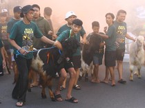 Melihat Tradisi Pawai Hewan Kurban di Malang