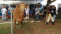 Dalam Idul Adha 1445 H kali ini, Bank Mandiri bersama Mandiri Amal Insani (MAI) membagikan daging 927 ekor hewan kurban yang terdiri dari 531 ekor sapi dan 396 ekor kambing kepada masyarakat yang berhak menerima di berbagai wilayah Indonesia melalui Kantor Pusat dan Kantor Wilayah maupun Cabang Bank Mandiri.
