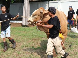 Menebar Hewan Kurban, Memberi Kebahagian