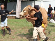 Menebar Hewan Kurban, Memberi Kebahagian