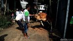 Mengintip Proses Pemotongan Hewan Kurban di Jakarta Selatan