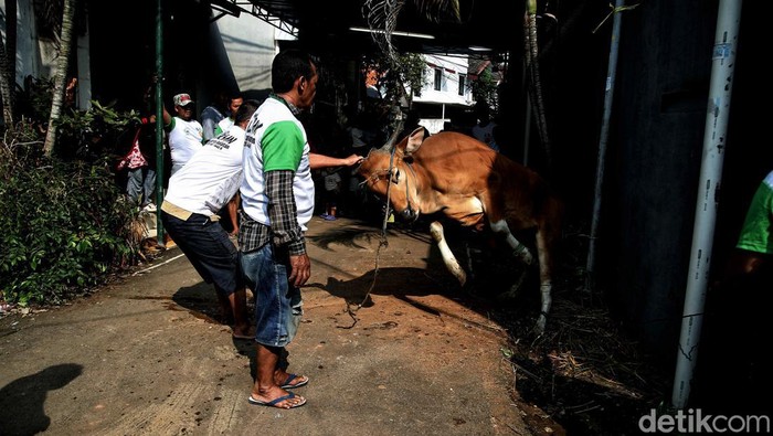 Perayaan Idul Adha diiringi dengan penyembelihan hewan kurban. Hewan kurban itu bisa berupa, sapi, kambing atau domba. Begini pemotongan kurban di Jaksel.