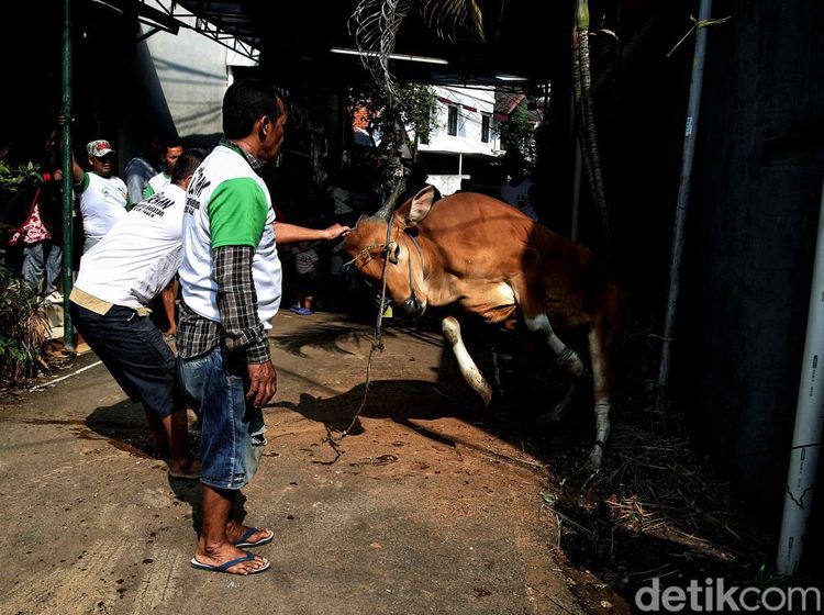 Mengintip Proses Pemotongan Hewan Kurban di Jakarta Selatan