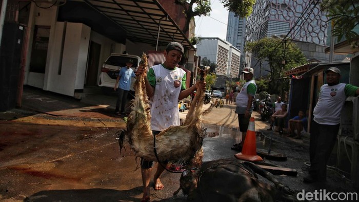 Perayaan Idul Adha diiringi dengan penyembelihan hewan kurban. Hewan kurban itu bisa berupa, sapi, kambing atau domba. Begini pemotongan kurban di Jaksel.