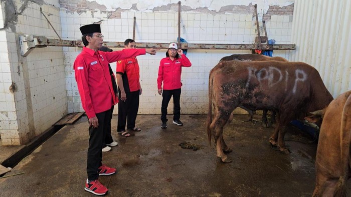 PDIP Surabaya kurban 15 sapi.