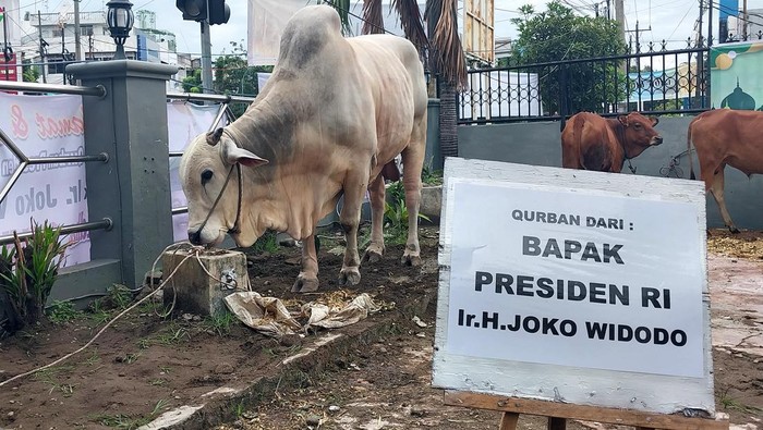 Penampakan sapi kurban dari Presiden Jokowi di Medan. (Finta Rahyuni/detikSumut)