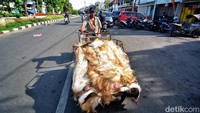 Penjual kulit kambing mengantarkan kulit dengan becak.