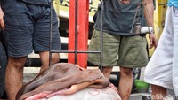 Pengepul dan penjual kulit hewan kurban sedang melakukan penimbangan. Harga kulit sapi Rp 6 ribu per kilo, kambing Rp 25 ribu per lembar, serta domba Rp 35 ribu per lembar.