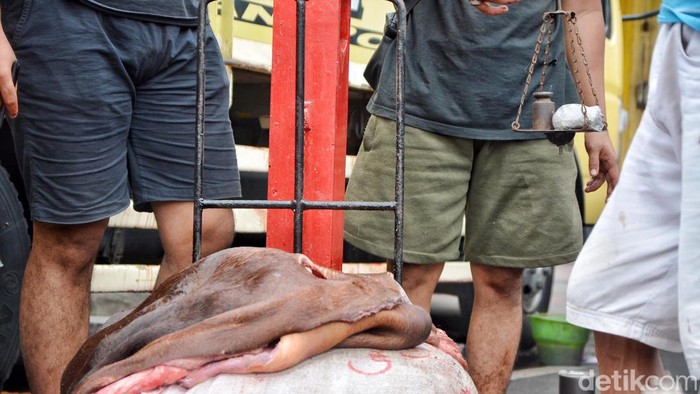 Pengepul Kulit Hewan Kurban Idul Adha di Surabaya Pengepul Kulit Hewan Kurban Idul Adha di Surabaya