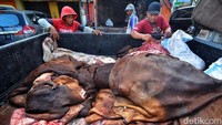 Pengepul sedang memindahkan kulit hewan kurban ke dalam bak mobil.