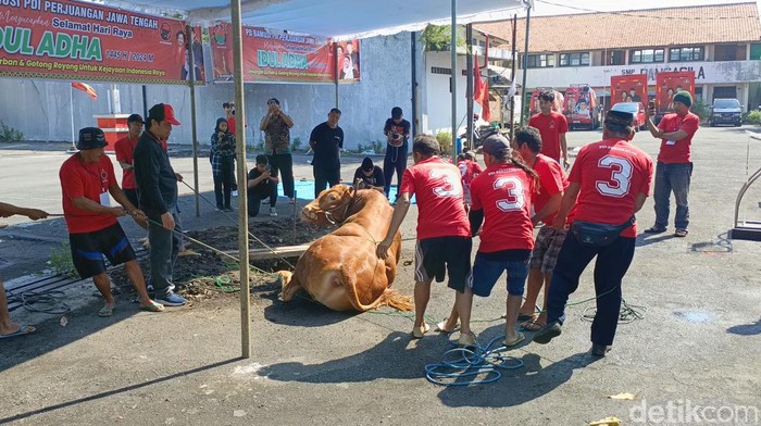 Penyembelihan Sapi Limosin 1,2 Ton saat Idul Adha 2024 di Kantor PDIP Jateng, Senin (17/6/2024).